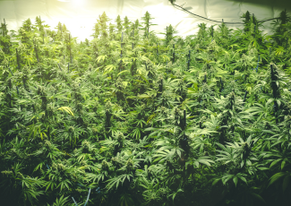 Plaintes en matière de drogue - Culture illégale de cannabis/laboratoire clandestin : des plants de marijuana poussant à l'intérieur.