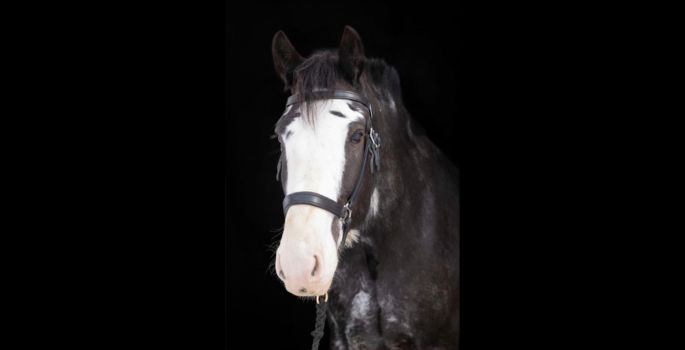 Brown horse with white face