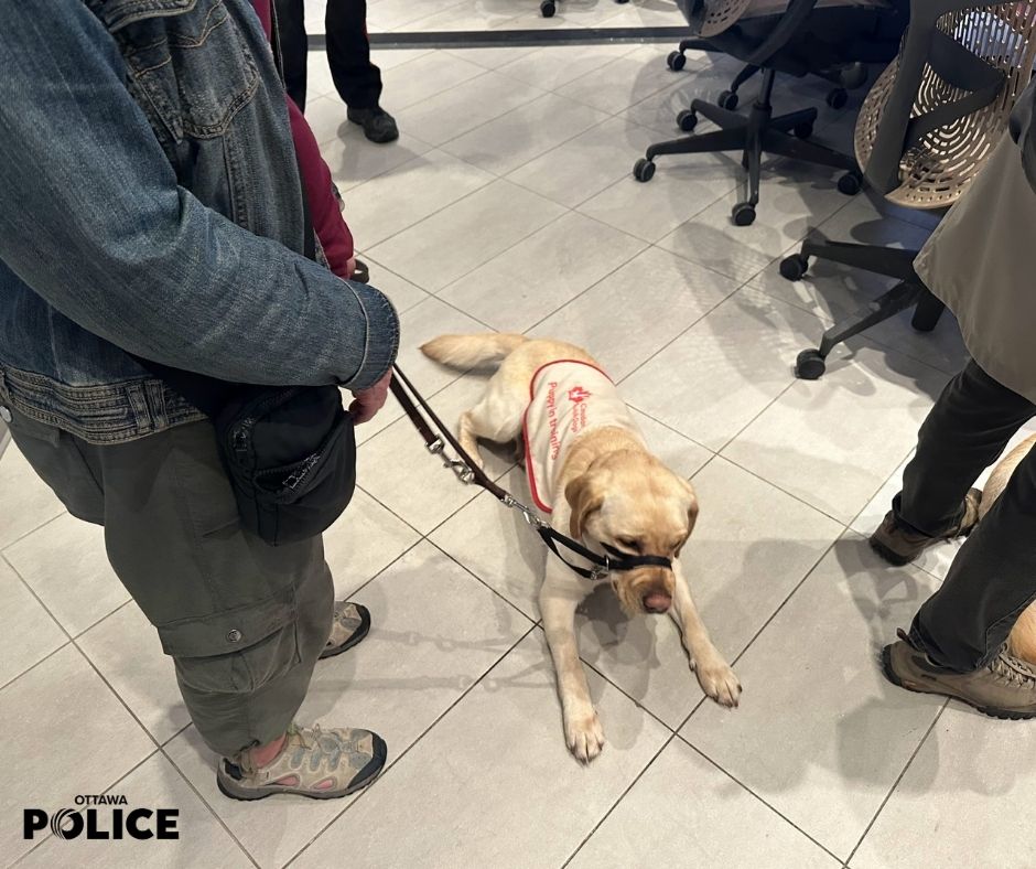 Des chiens guides rendent visite aux agents de la police communautaire