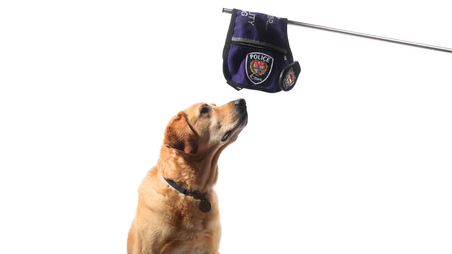Hanging Up His Vest: Honouring K9 West’s Service