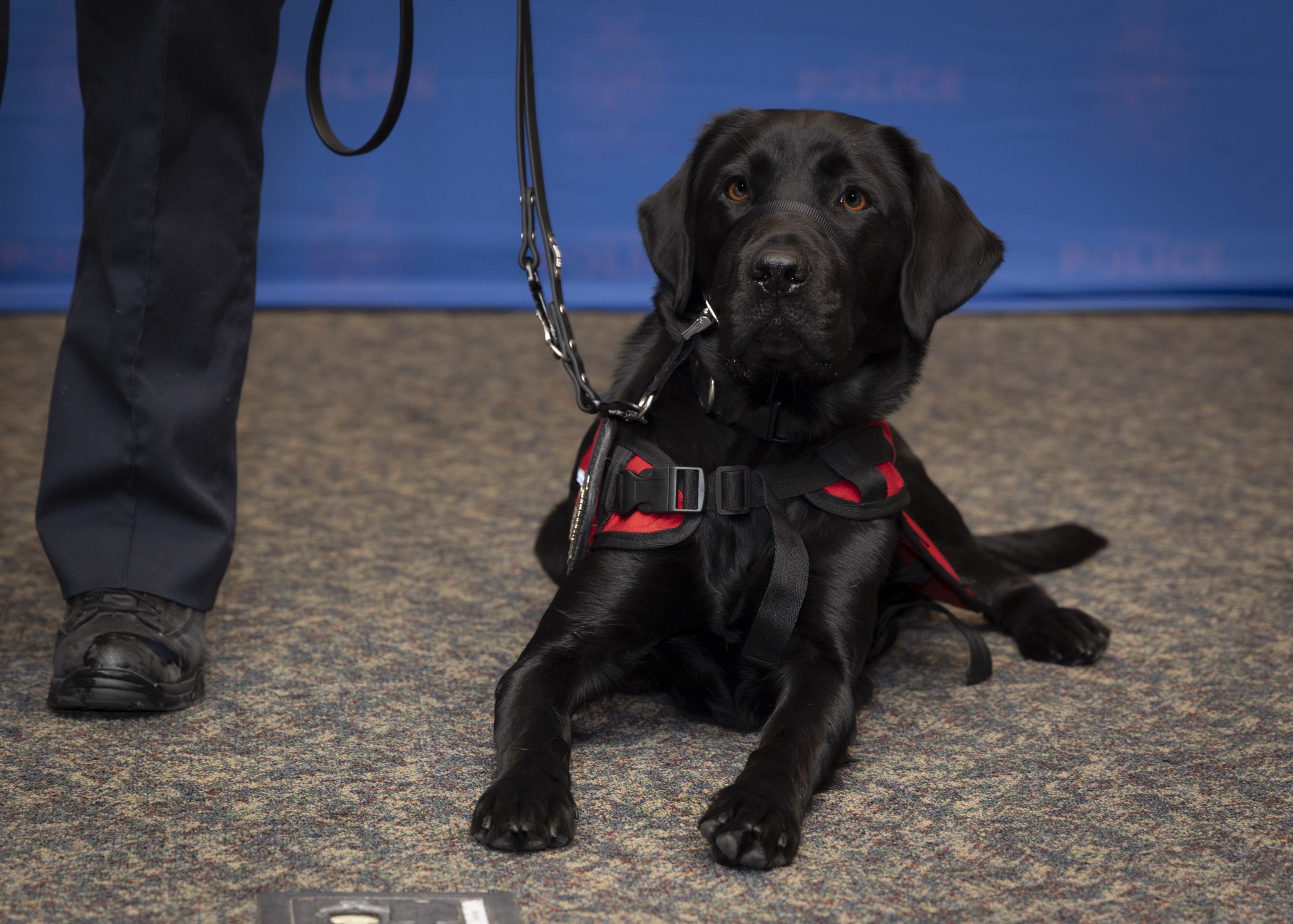 K9 Cindy basking in the spotlight