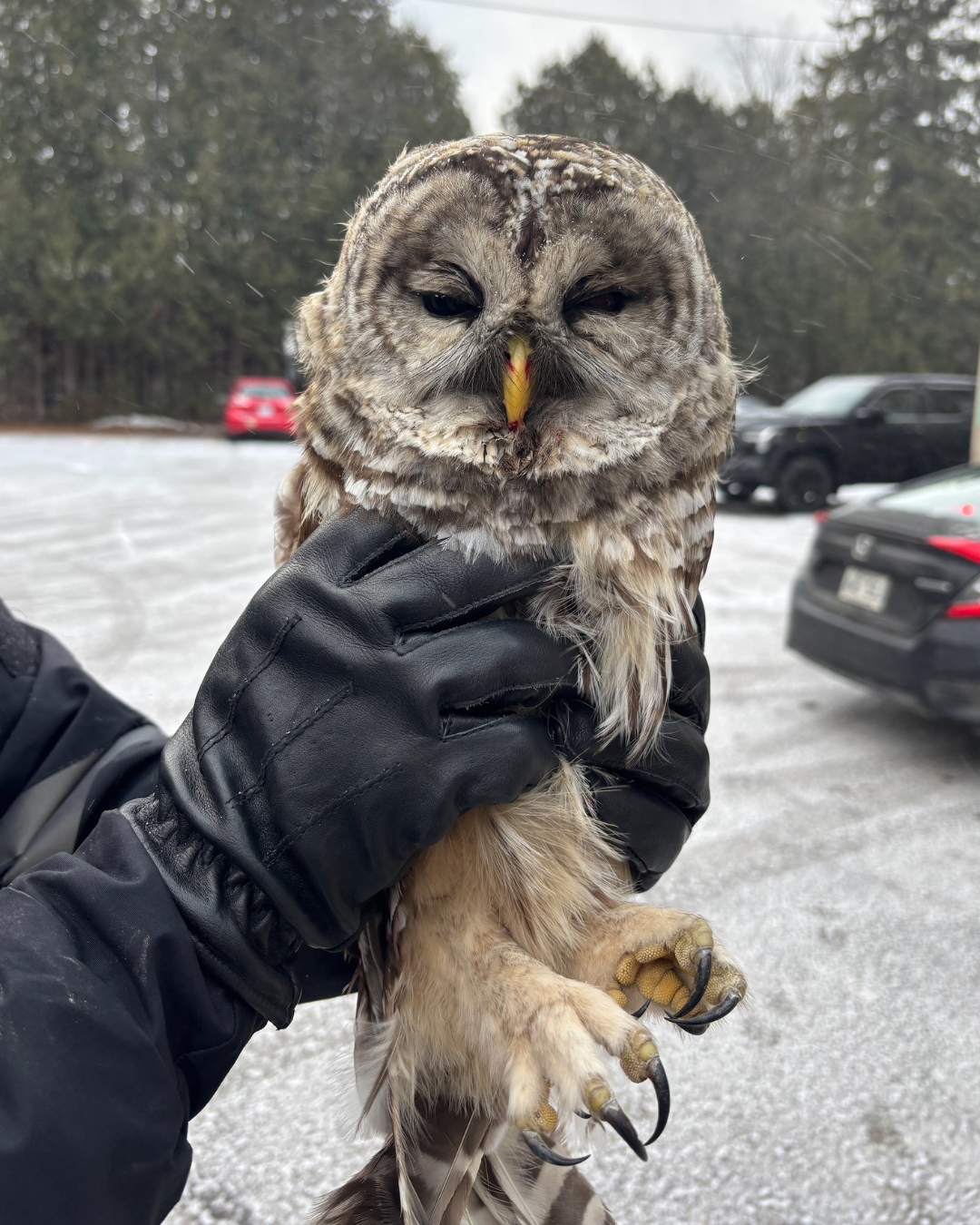 The rescued barred owl