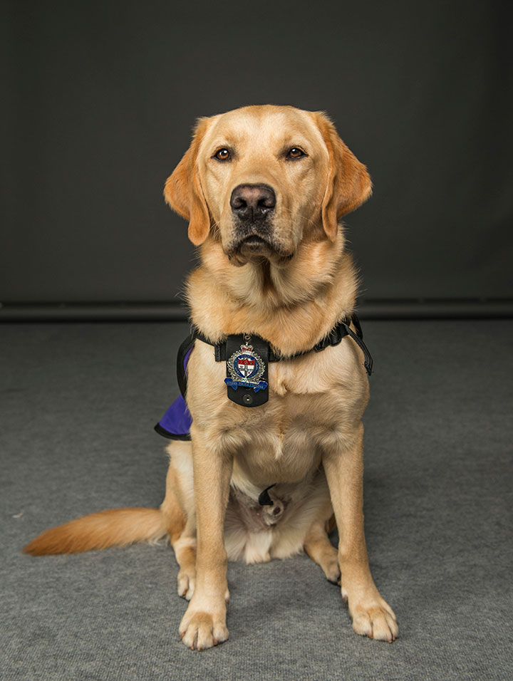 K9 West