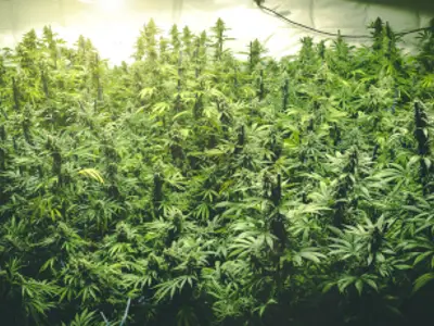 Cannabis plants / Plantes de cannabis